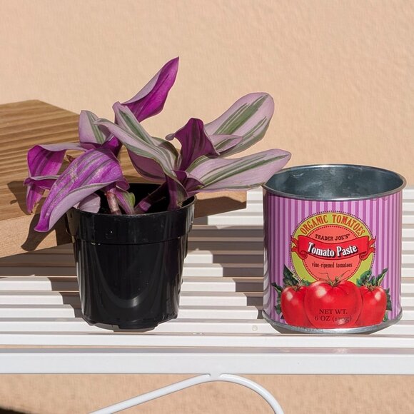 Trader Joe's 3" Mini Can Planter w/ Foliage - Picture 5 of 5